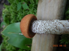 Leccinum aurantiacum