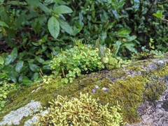 Peperomia tetraphylla