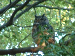 Bubo africanus africanus