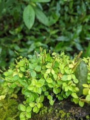 Peperomia tetraphylla
