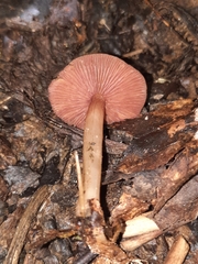 Mycena rutilantiformis