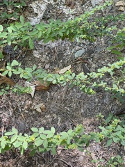 Lespedeza stuevei