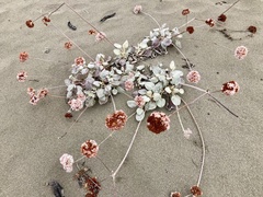 Eriogonum latifolium