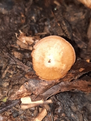 Mycena rutilantiformis