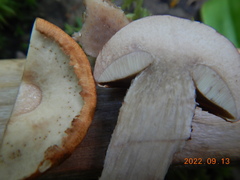Leccinum aurantiacum