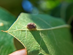 Polystepha globosa