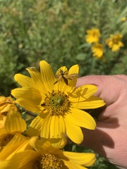 Helianthinae