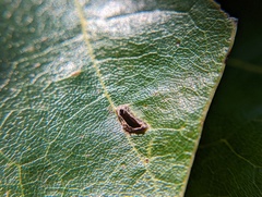 Polystepha globosa