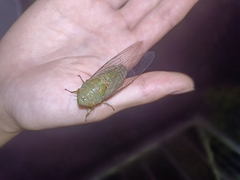 Cicadidae