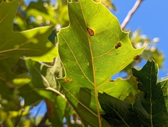 Polystepha globosa