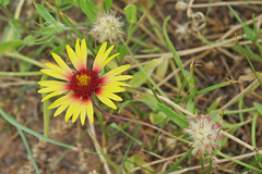 Gaillardia aristata