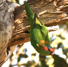 Glossopsitta concinna