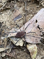 Hadrobunus maculosus