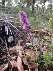 Hypocalymma robustum