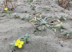 Camissoniopsis cheiranthifolia