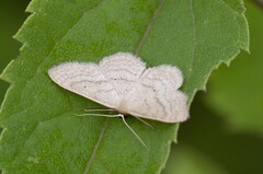 Scopula inductata