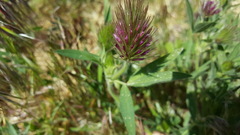 Trifolium dasyurum