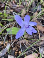 Cyanicula sericea