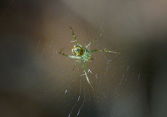 Mangora