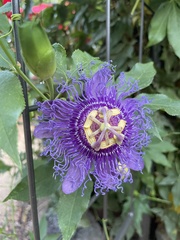 Passiflora