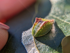 Prolimacodes badia