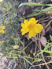 Hibbertia hypericoides