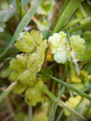 Hydrocotyle heteromeria