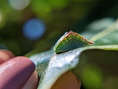 Prolimacodes badia