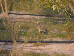 Burhinus capensis capensis