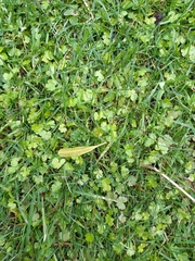 Hydrocotyle heteromeria