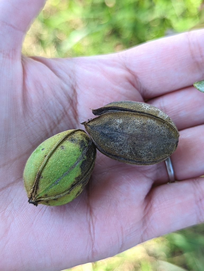 Carya illinoinensis - council-listed tree