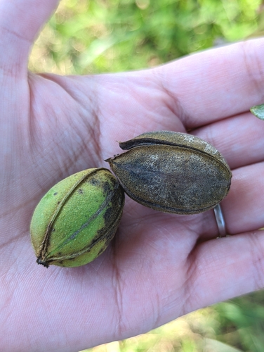 Pecan Tree (Carya illinoinensis)