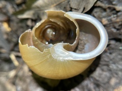 Neohelix albolabris