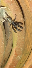 Ariadna