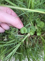 Dichondra carolinensis