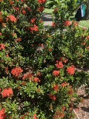 Ixora coccinea
