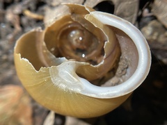 Neohelix albolabris