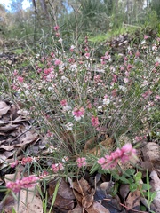 Hypocalymma angustifolium