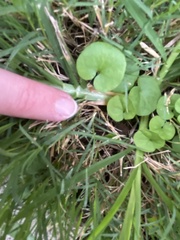 Dichondra carolinensis