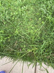 Dichondra carolinensis