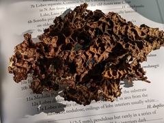 Lobaria anthraspis