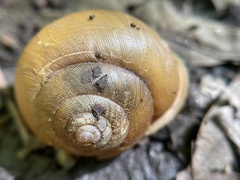 Neohelix albolabris