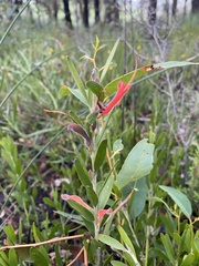 Adenanthos barbiger