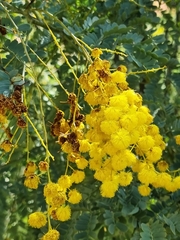 Acacia spectabilis