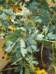 Acacia spectabilis
