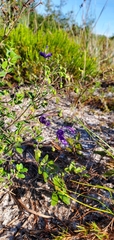 Trichostema suffrutescens