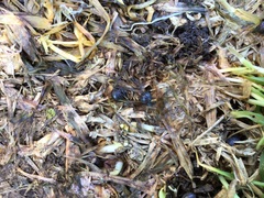 Armadillidium vulgare