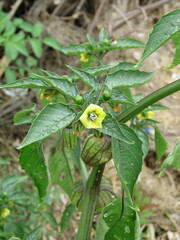 Physalis philadelphica