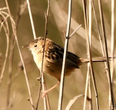 Cisticola exilis