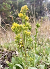 Solidago spathulata